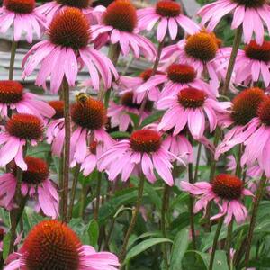 echinacea_600w.jpg
