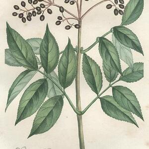 elder-04a-l.jpg
