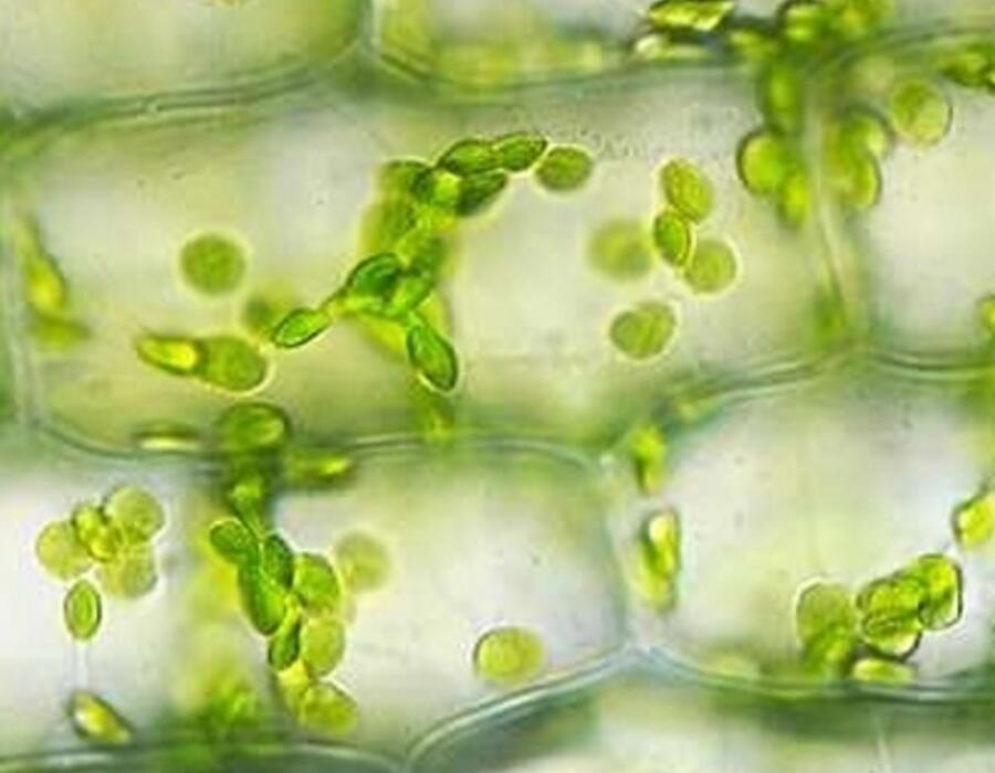 elodea.jpg