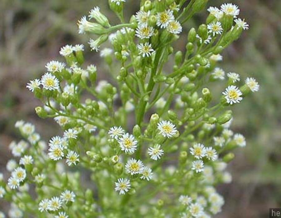 erigeron_canadensis_1.jpg