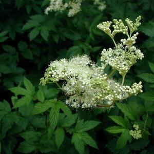 filipendula-ulmaria.jpg