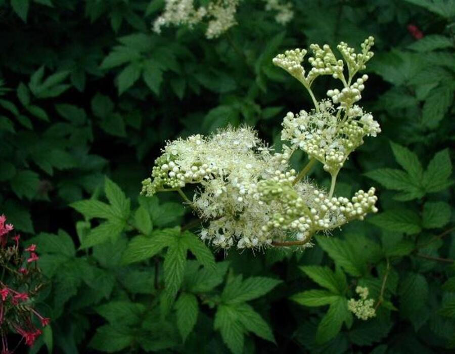filipendula-ulmaria.jpg