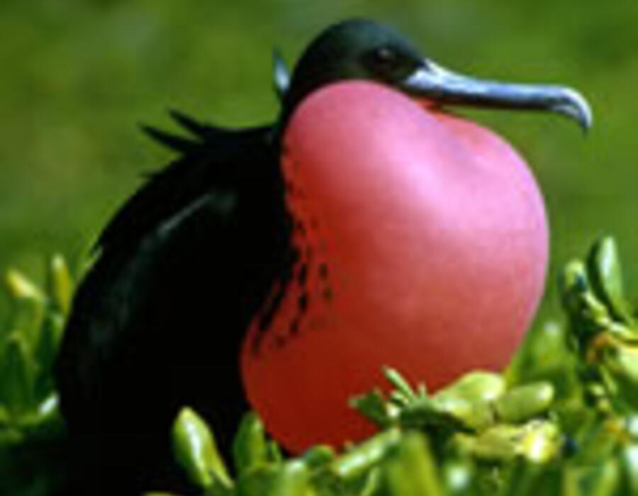 fregata-magnificens-wiki-150_8881_1.jpg