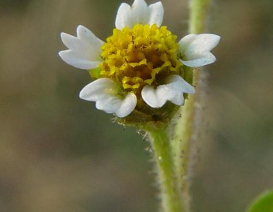 gallinsoga_ciliata_flowers.jpg