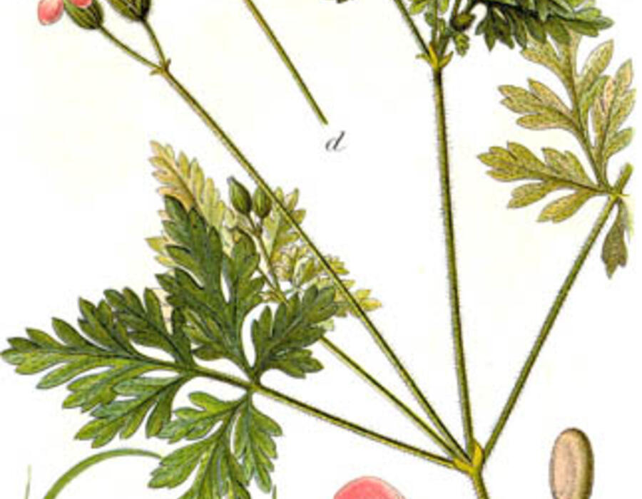 geranium_robertianum_sturm7-1.jpg