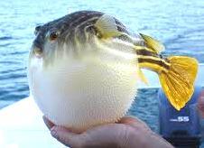 globe-fish2.jpg