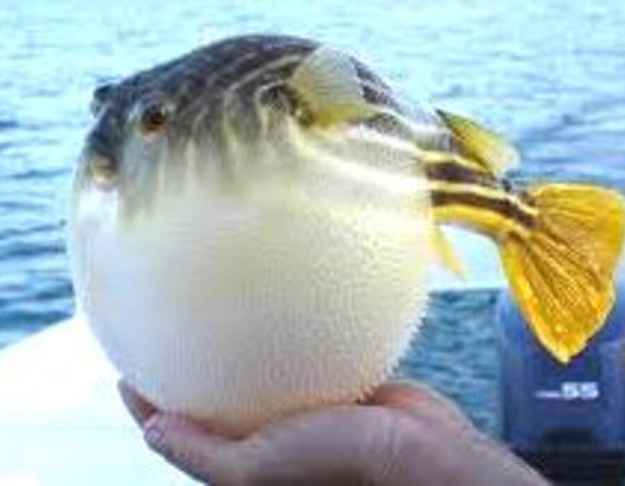 globe-fish2.jpg