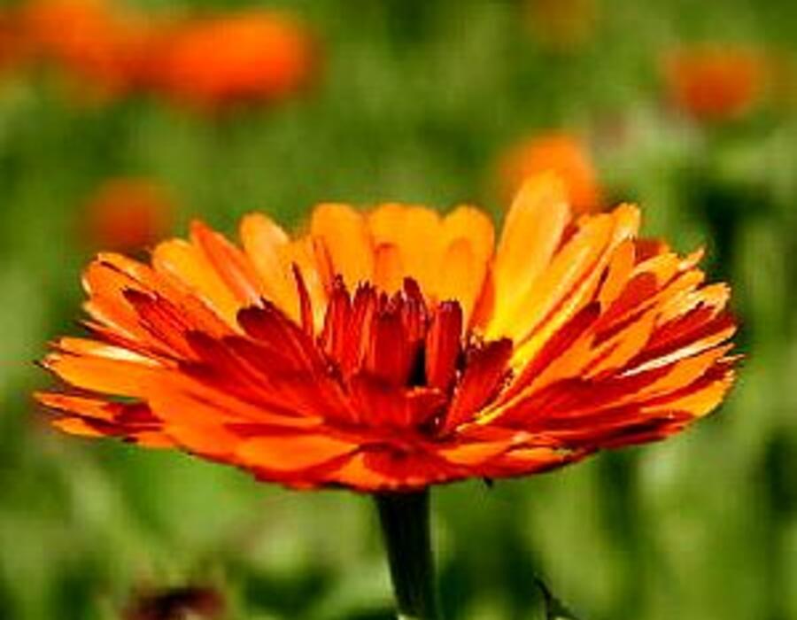 goudsbloem.jpg