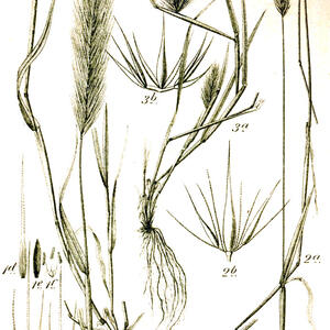 hordeum_spp_sturm57.jpg