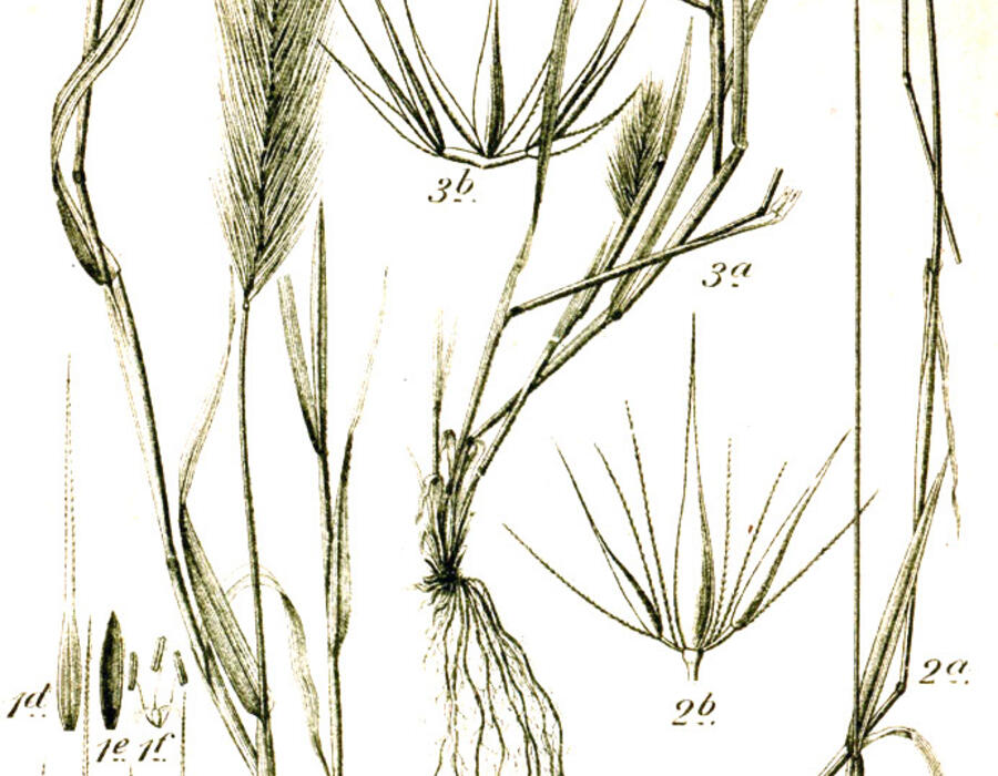 hordeum_spp_sturm57.jpg