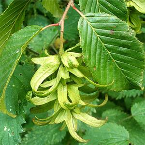 hornbeam_carpinus_betulus_donkey_lane_sapcote_sp_4865_9312_taken_9.7.2007_.jpg