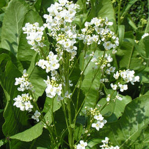 horseradish300x400.jpg