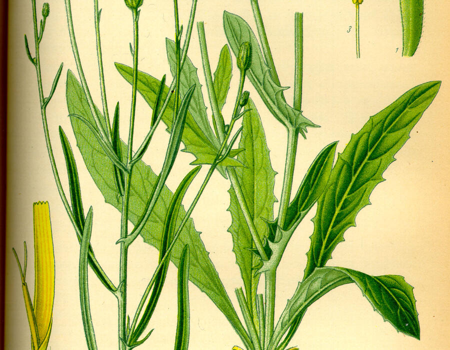 illustration_crepis_tectorum0.jpg