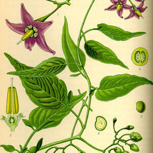 illustration_solanum_dulcamara0.jpg