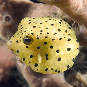 juvenile-pufferfish_large.jpg_cloudking.com_..._juvenile-pufferfish.php.jpg