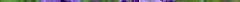lavandula_angustifolia.jpg