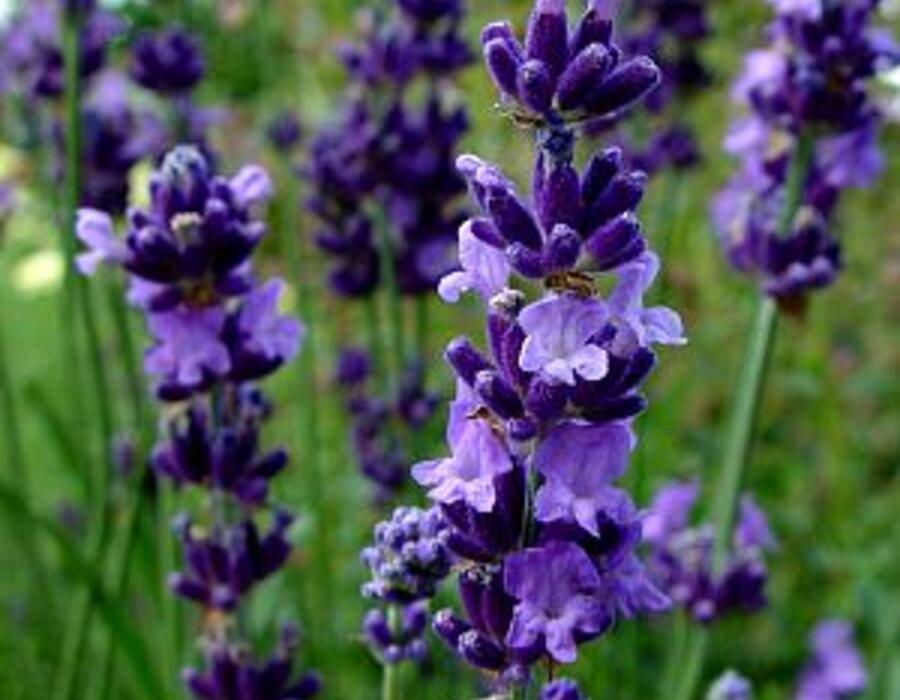 lavandula_angustifolia.jpg