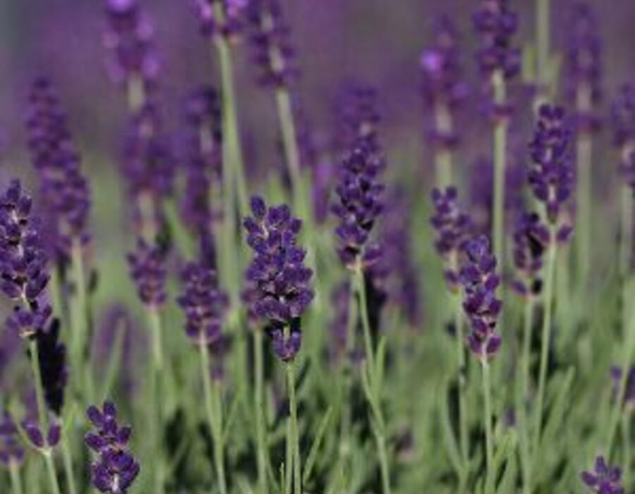 lavandula_angustifolia_siesta_.jpg