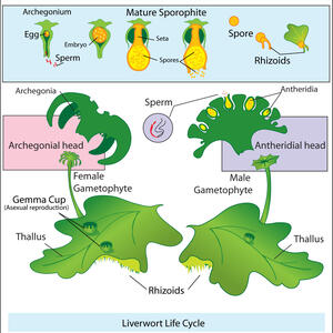 liverwort_life_cycle.jpg