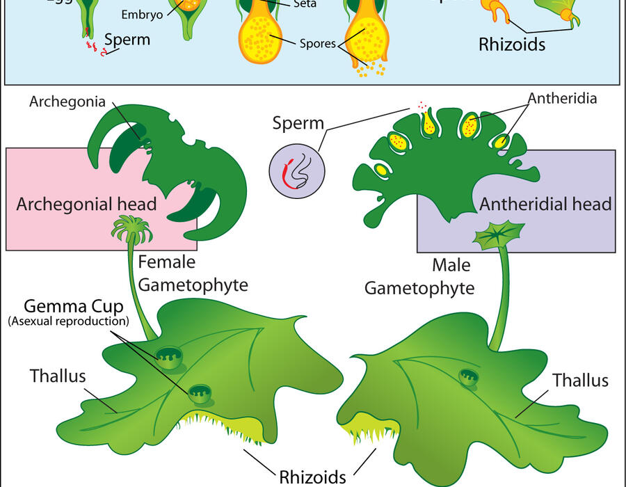 liverwort_life_cycle.jpg