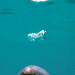 lordrings3.gifwww.earthtrust.org_delringgallery.gif