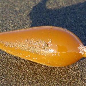 macrocystis_air_bladder_1.jpg