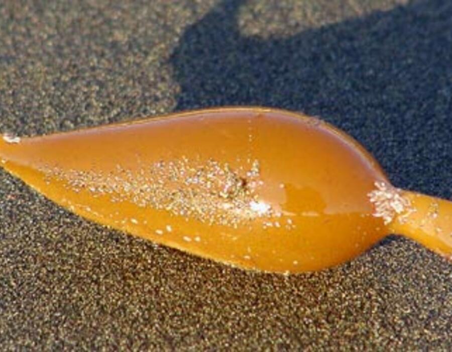 macrocystis_air_bladder_1.jpg