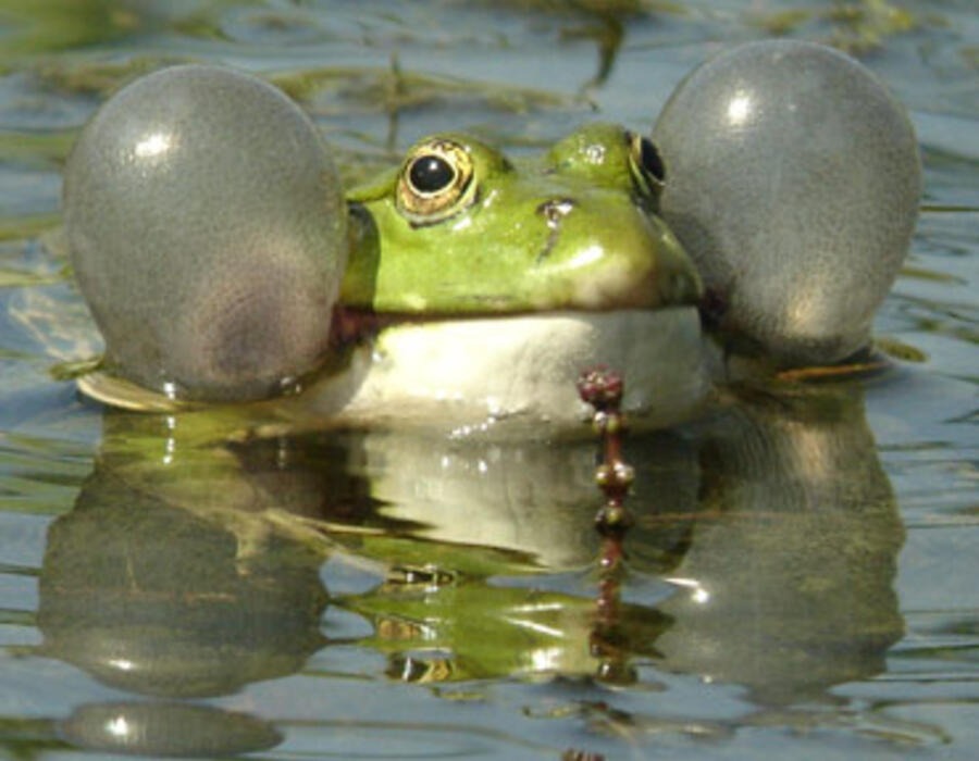 marsh_frog.jpg
