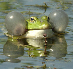 marsh_frog.jpg marsh_frog.jpg