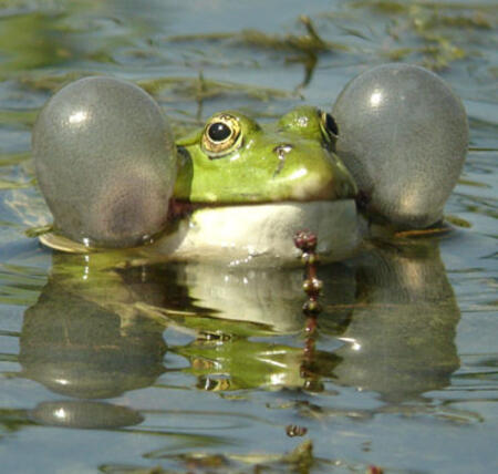 marsh_frog.jpg marsh_frog.jpg