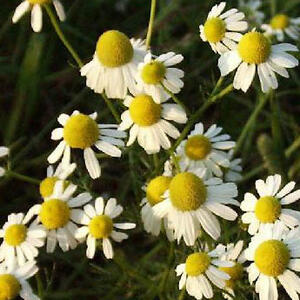 matricaria20chamomilla.jpg