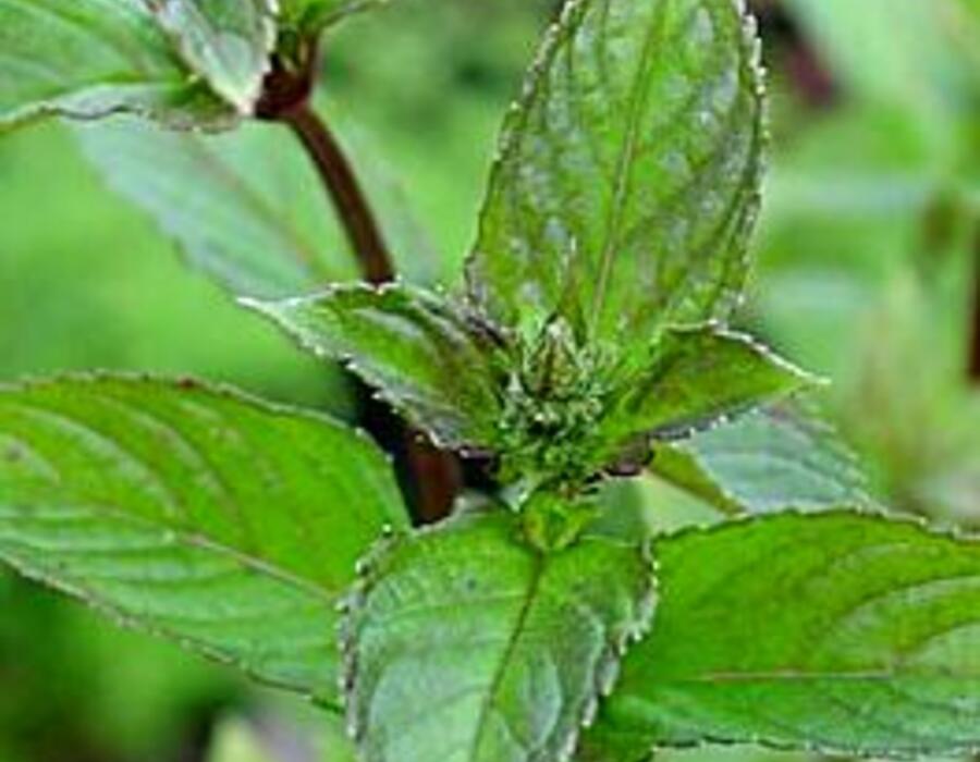 mentha_x_piperita_black_spearmint_.jpg