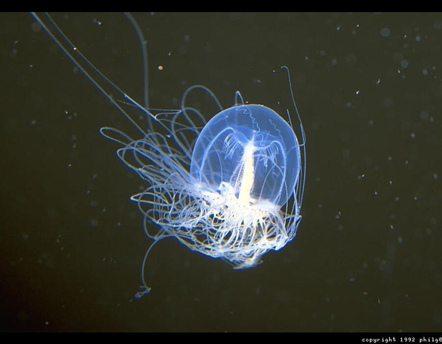 monterey-aquarium-jellyfish-29.3.jpg