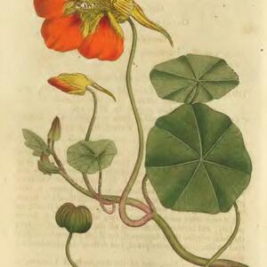 nasturtium.jpg