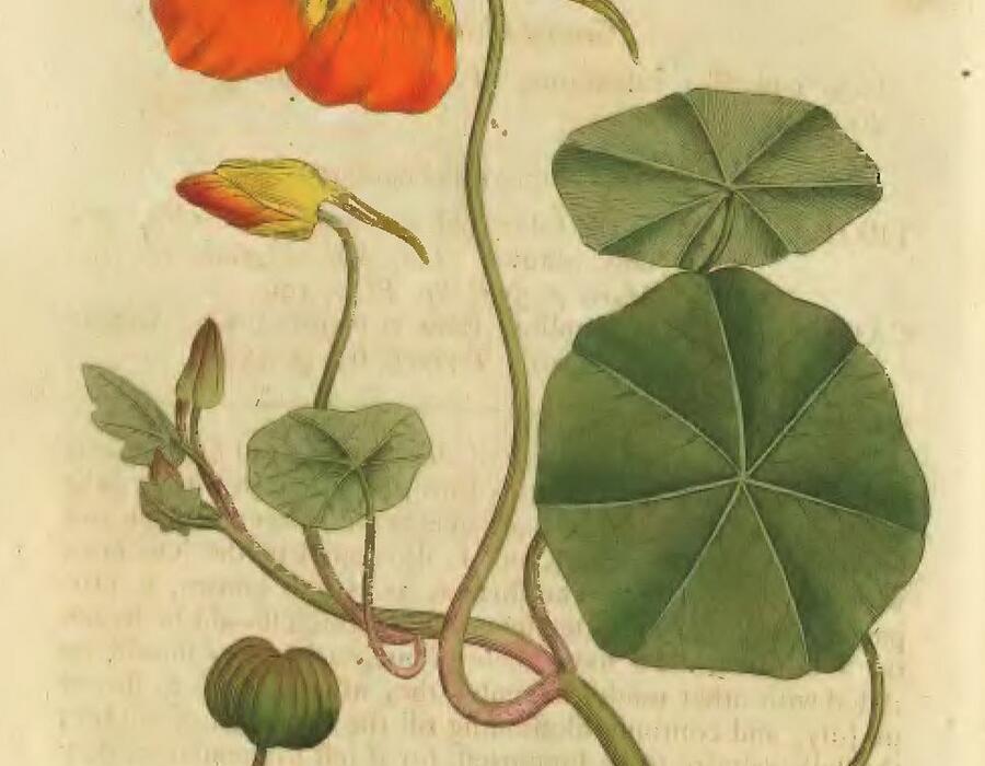 nasturtium.jpg