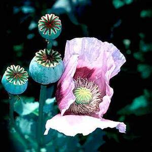 papaver_som.jpg