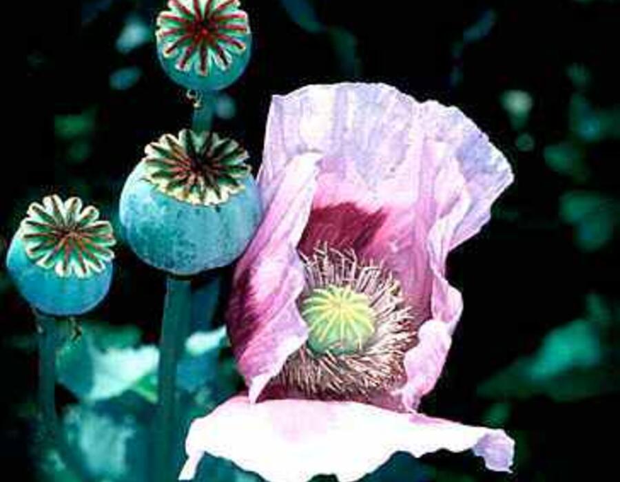papaver_som.jpg