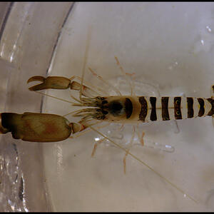 pistol_shrimp1.jpg