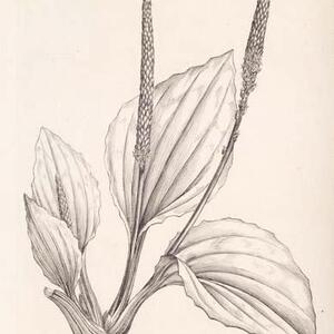 placom43-l.jpg