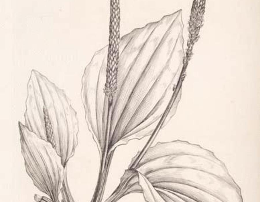 placom43-l.jpg