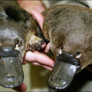 platypus_zoom.jpg