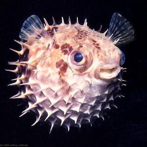 porcupinefish.jpg