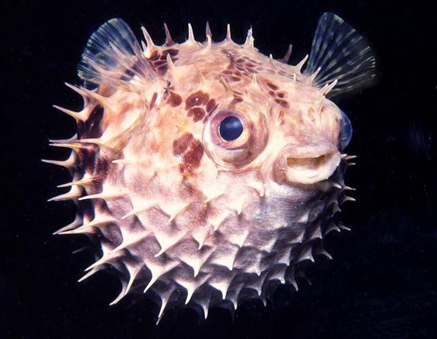 porcupinefish.jpg