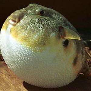puff_2.jpg