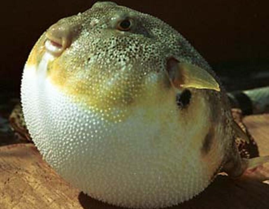puff_2.jpg