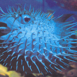 pufferfish.jpg