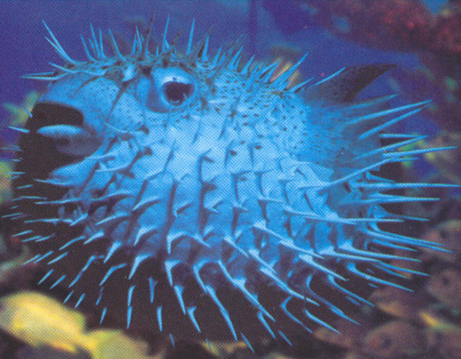 pufferfish.jpg