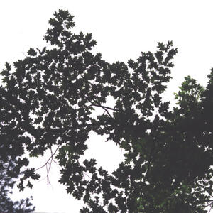 quercus_rubra_20020829_06.jpg