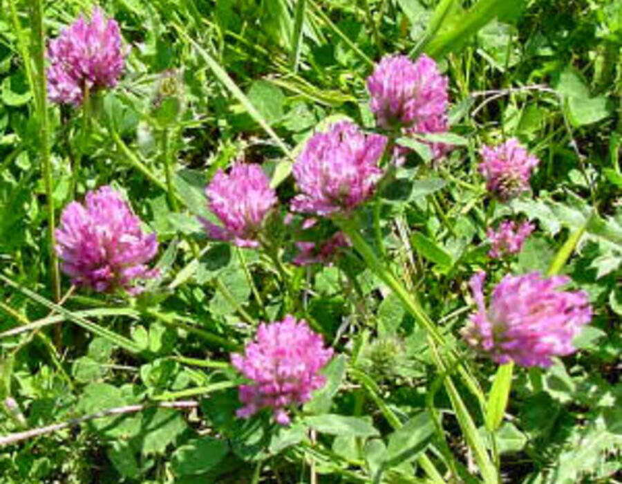 red_clover2.jpg