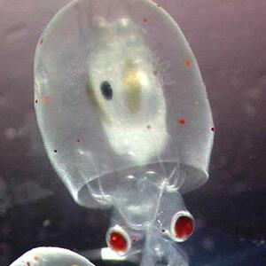 red_eyed_squid_larva.jpg